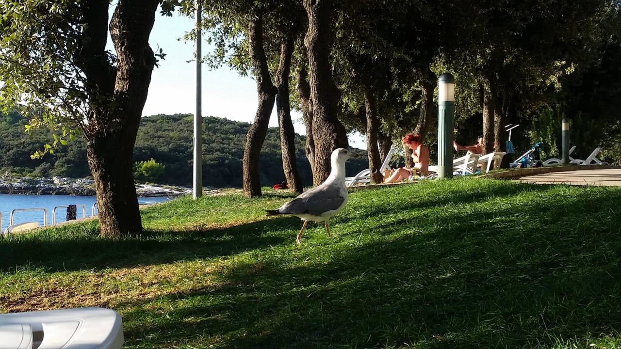 Liegewiese am Strand Maistra Select Belvedere Resort