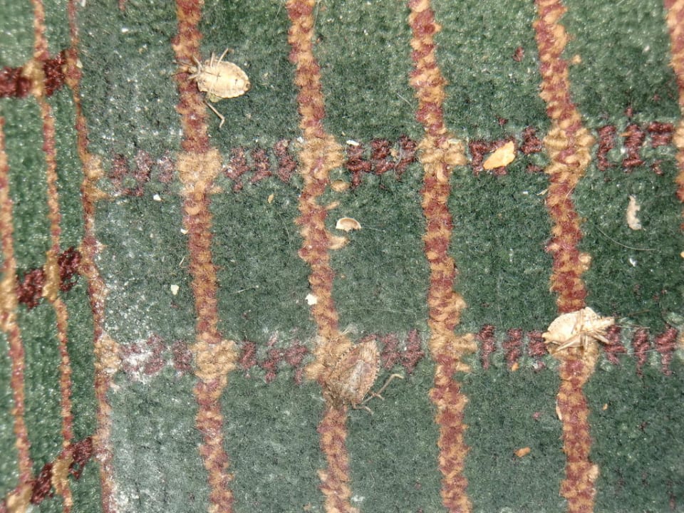 Dreckiger Boden neben dem Bett mit toten Tieren Hotel Days Inn Pittsburgh Pa