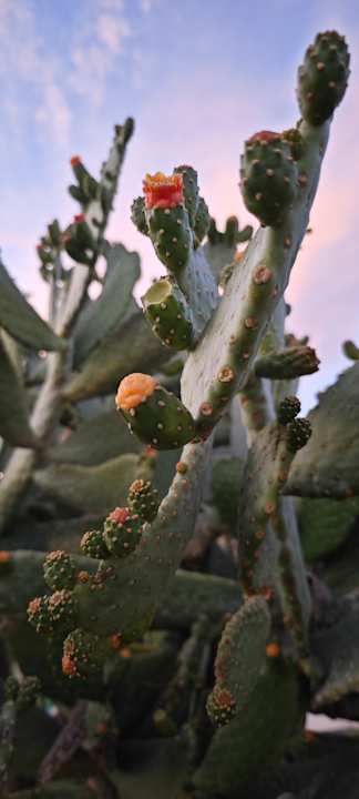 Gartenanlage Shams Prestige Abu Soma-Adults Only