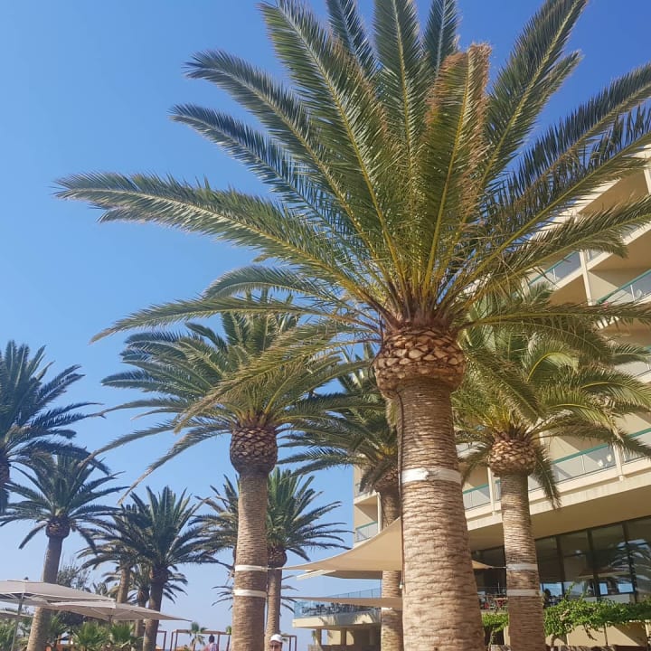 Garten Calimera Sirens Beach