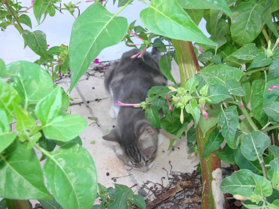 Dokarmianie Hotel Iro