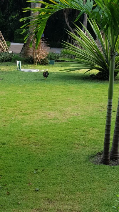 Freilaufende Tiere Adaaran Select Meedhupparu Island Resort - Premium All Inclusive