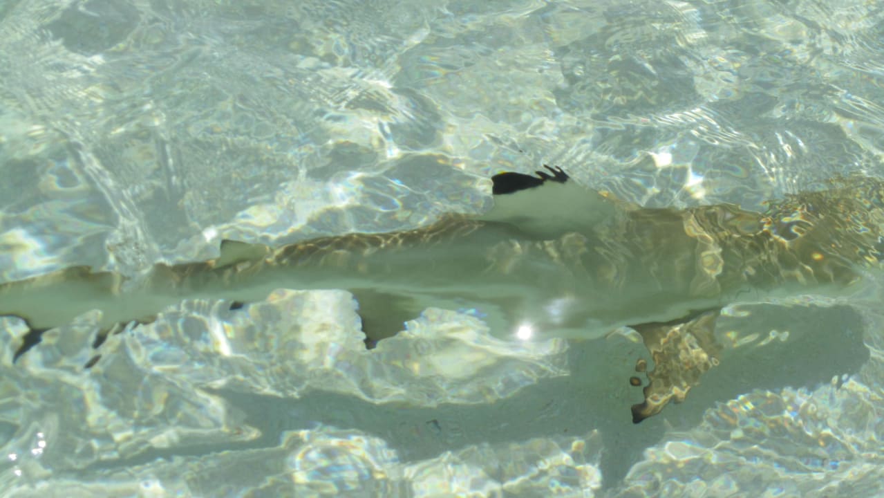 Babyhai Vilamendhoo Island Resort & Spa