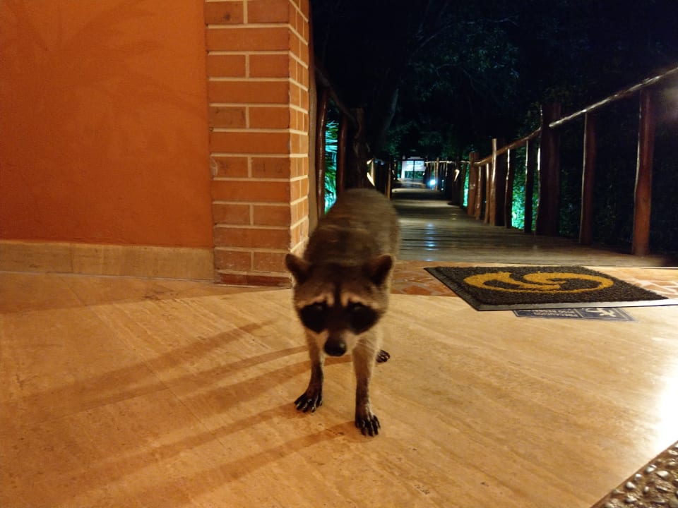 Waschbär TRS Yucatan Hotel - Adults only