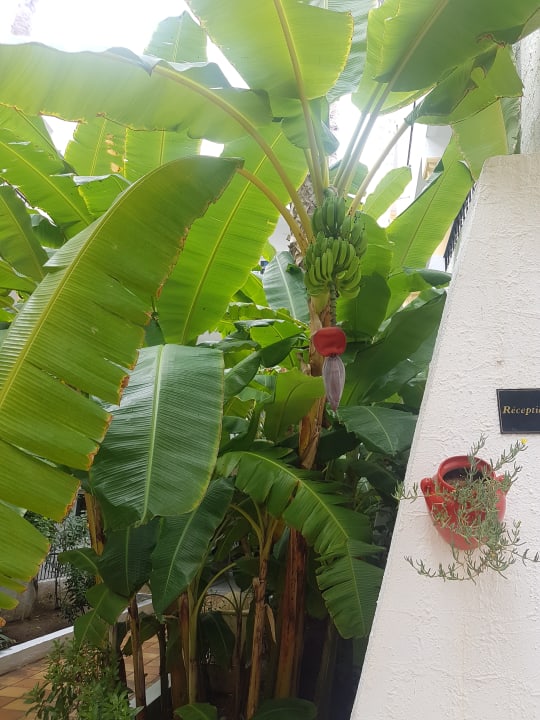 Gartenanlage Hotel Nesrine