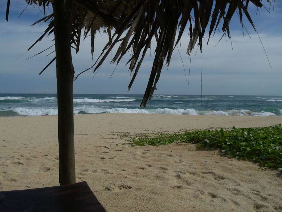 Blick von der Palmhütte aufs Meer Hotel Haus am Meer Wilde Ananas