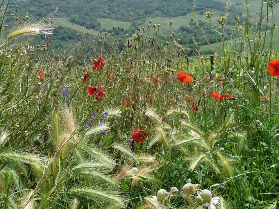Blütenpracht im Mai Agriturismo Podere del Vescovo