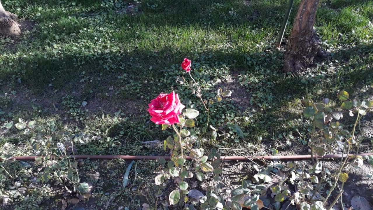 Gartenanlage Hotel Delphin Imperial