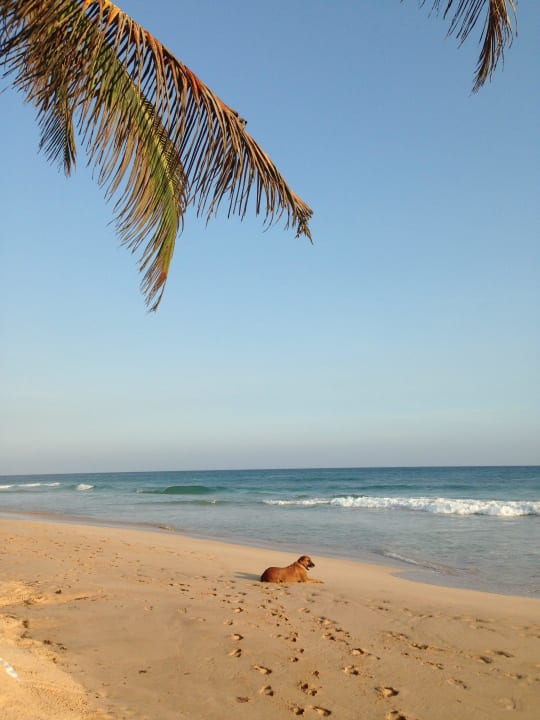 Traumplatz Hotel Haus am Meer Wilde Ananas