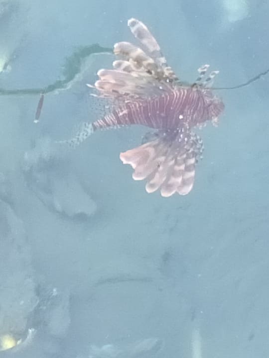 Sonstiges Cleopatra Luxury Resort Makadi Bay