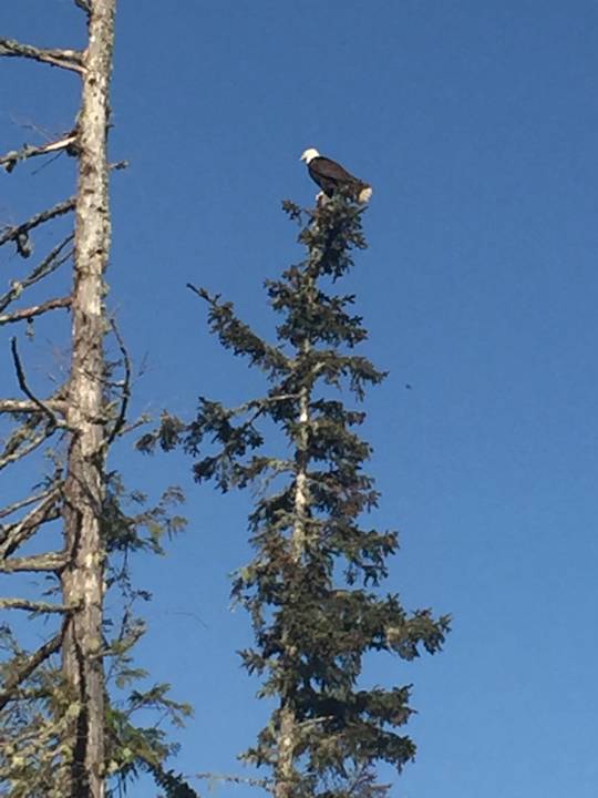 Der Natur ganz nahe. Weiskopf See Adler Guesthouse Cygnet Cove Suites
