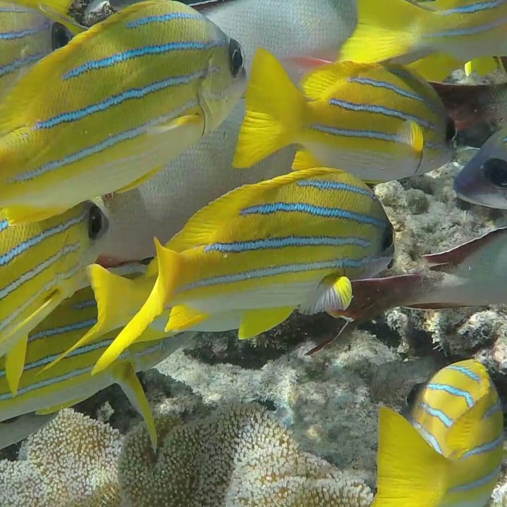 Strand Kuredu Island Resort & Spa