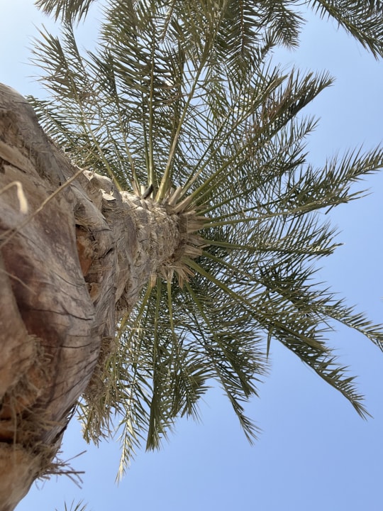 Gartenanlage Vida Beach Resort Umm Al Quwain