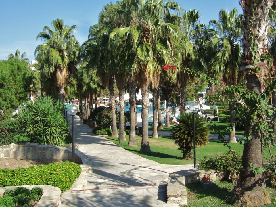 Palmenweg  Arum Barut Collection