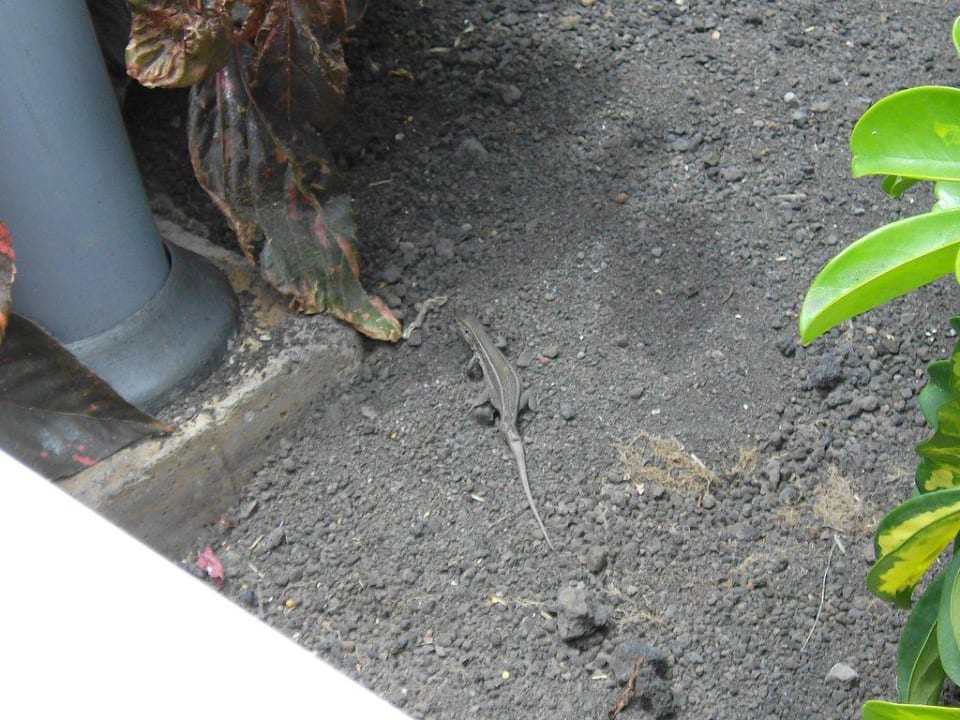 Eidechsen La Palma Princess