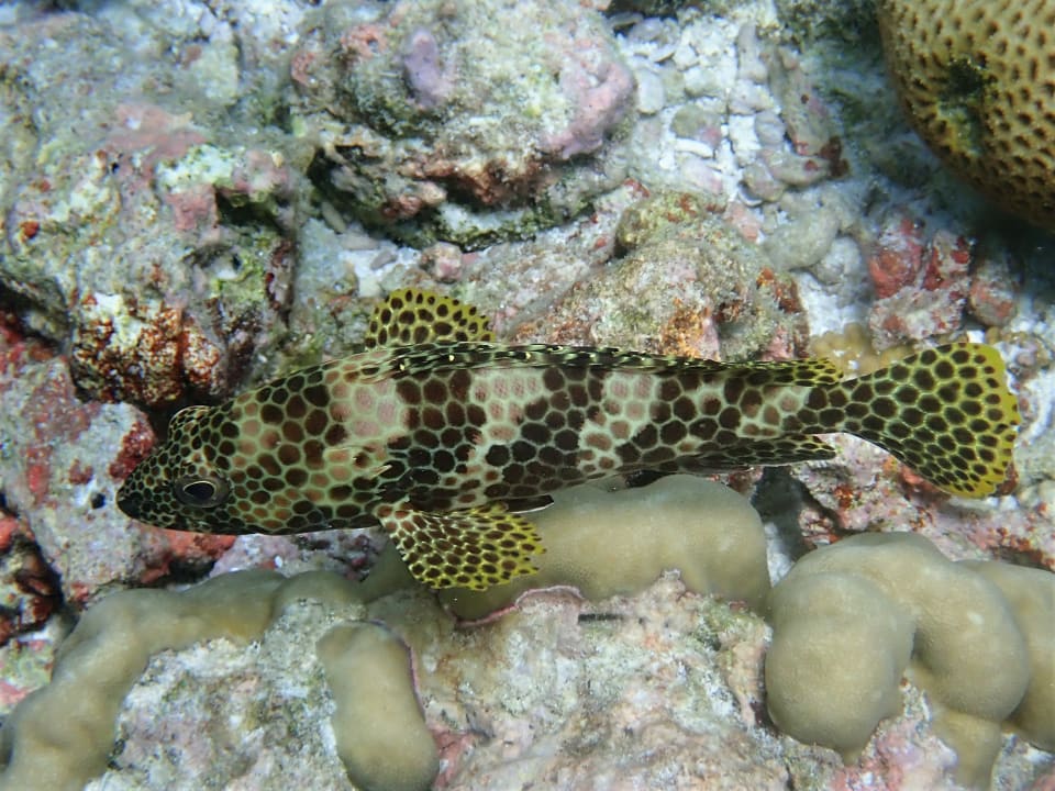 Sport & Freizeit NH Collection Maldives Reethi Resort