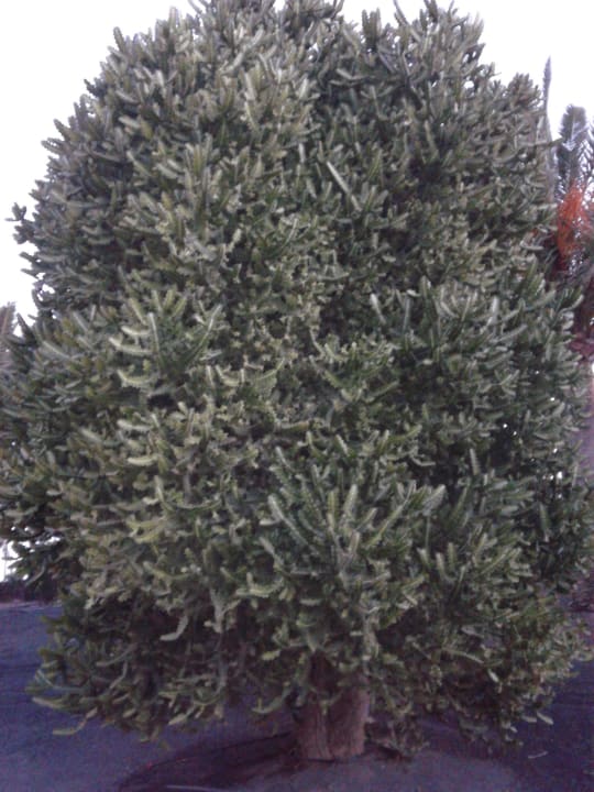 Tolle Pflanzen überall Relaxia Olivina