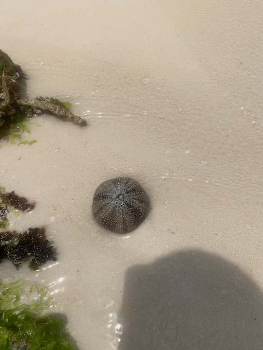 Strand Hotel Riu Palace Zanzibar