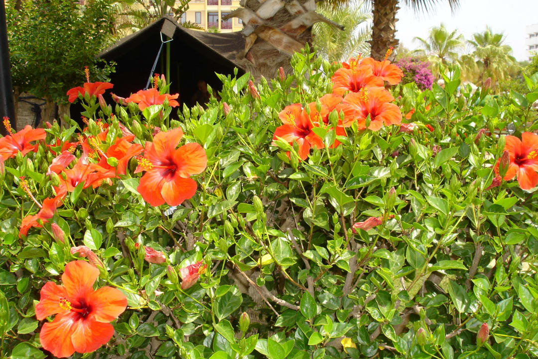 Hibiskus Bella Resort & Spa