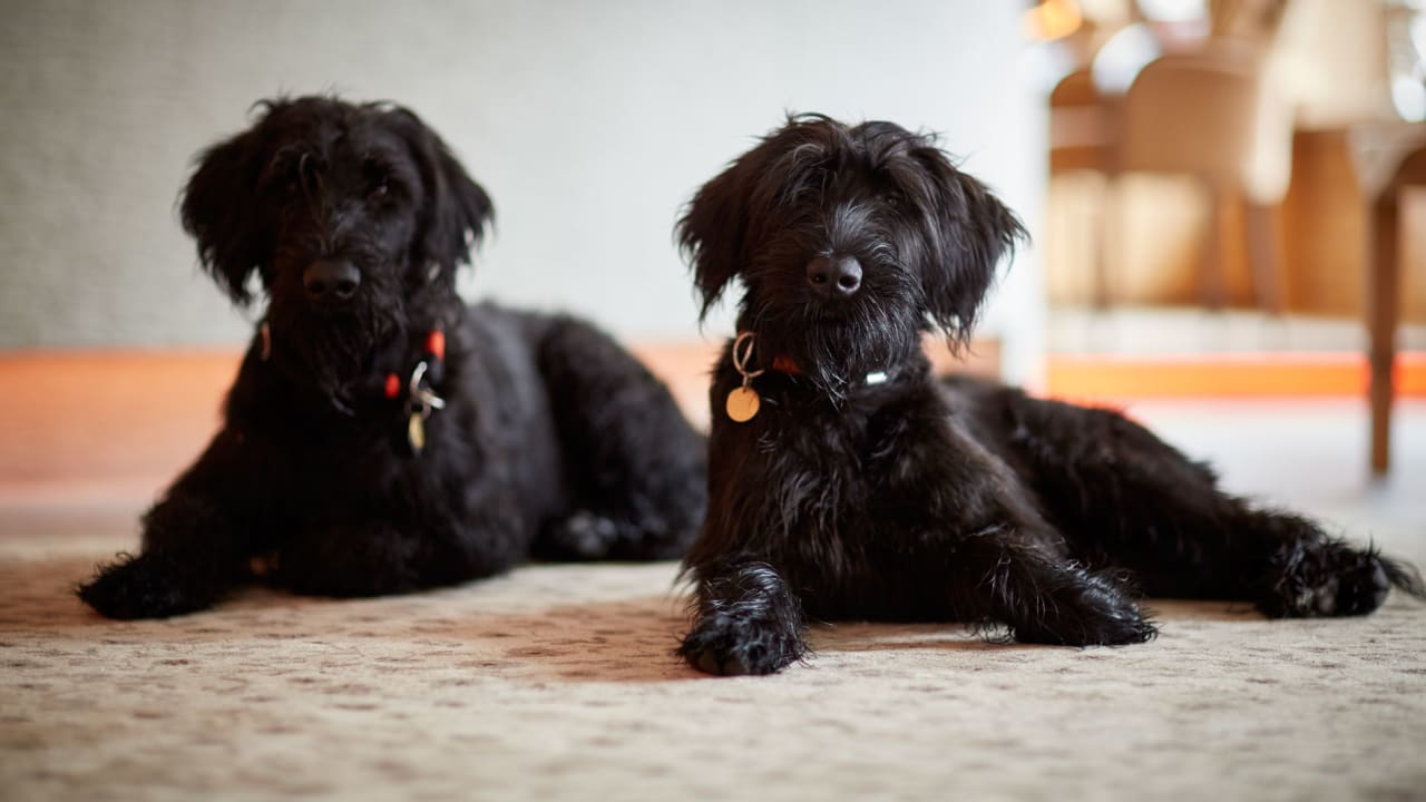 Sonstiges Hotel Auriga