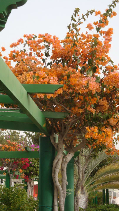 Blick aus Bungalow Bungalows Cordial Sandy Golf