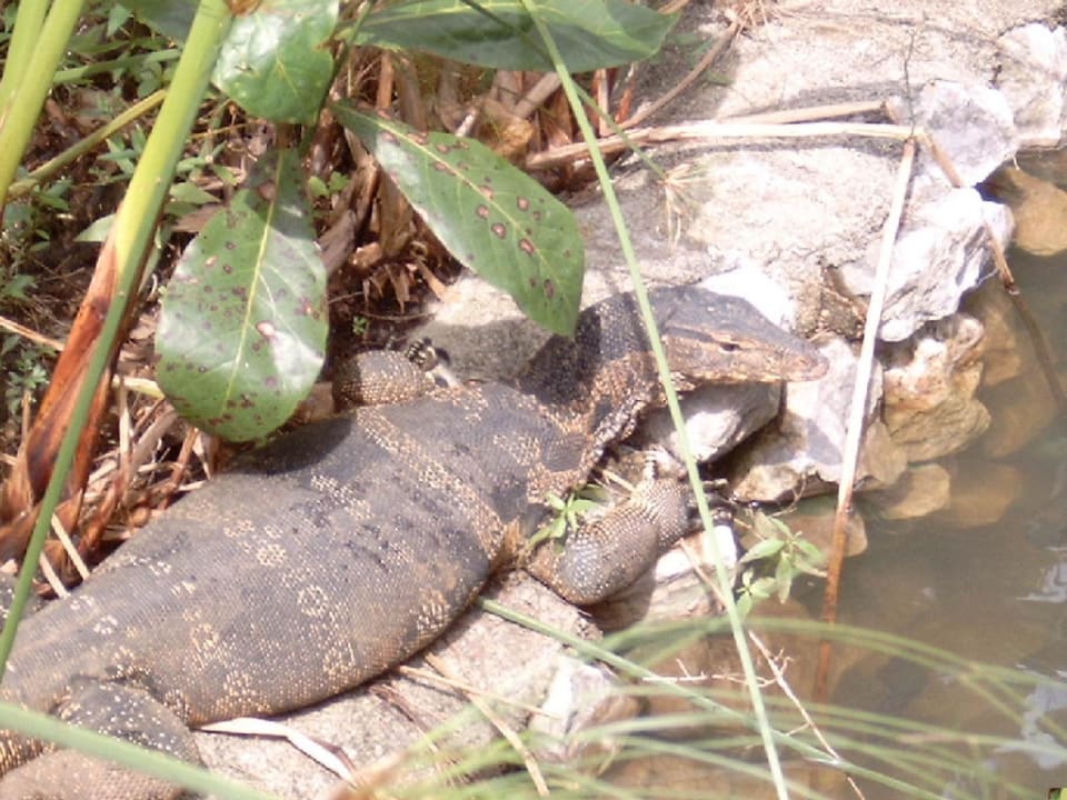 Waran Moracea by Khao Lak Resort