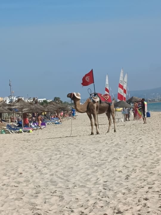 Strand Hotel Medina Belisaire & Thalasso