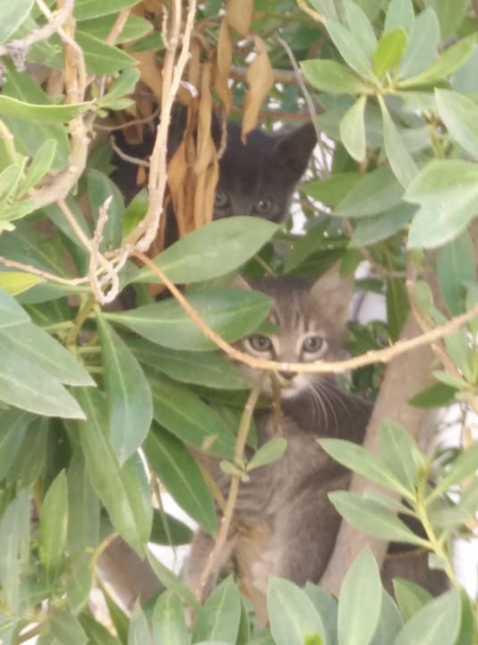 Junge Katzen Djerba Sun Beach Hotel & Spa