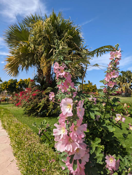 Gartenanlage Cleopatra Luxury Resort Makadi Bay