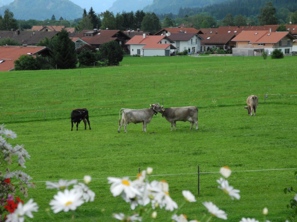 Blick auf das angrenzende Weideland Apartments Alpensonne 2000