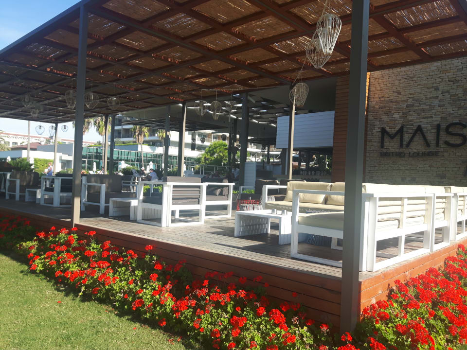 Gastro Acanthus Cennet Barut Collection