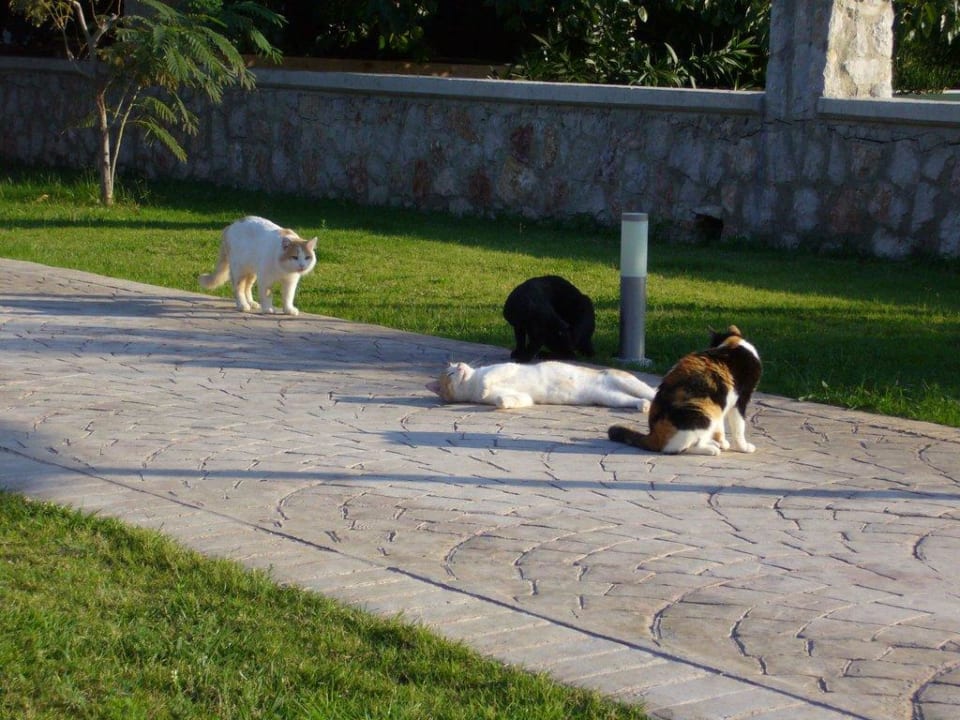 Katzen Afandou Bay Resort Suites