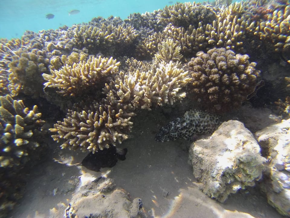 Schnorchel-Erlebnisse Hotel JAZ Makadi Star & Spa