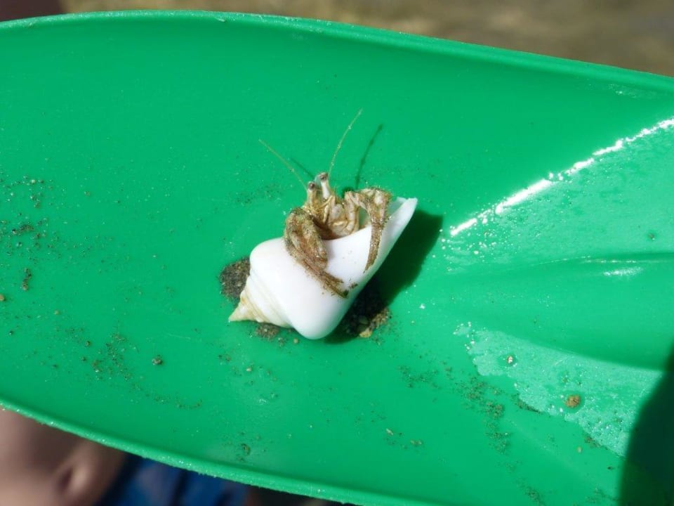 Cudak z morza Stella Garden Resort & Spa, Makadi Bay