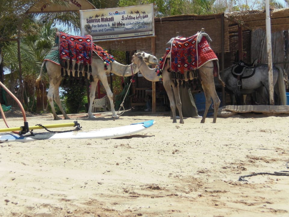 Kamele am Strand Makadi Palace