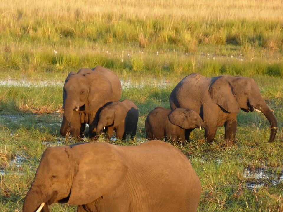 Elefanten bei Flussfahrt Chobe Bush Lodge