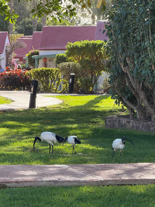 Gartenanlage Aldiana Club Fuerteventura