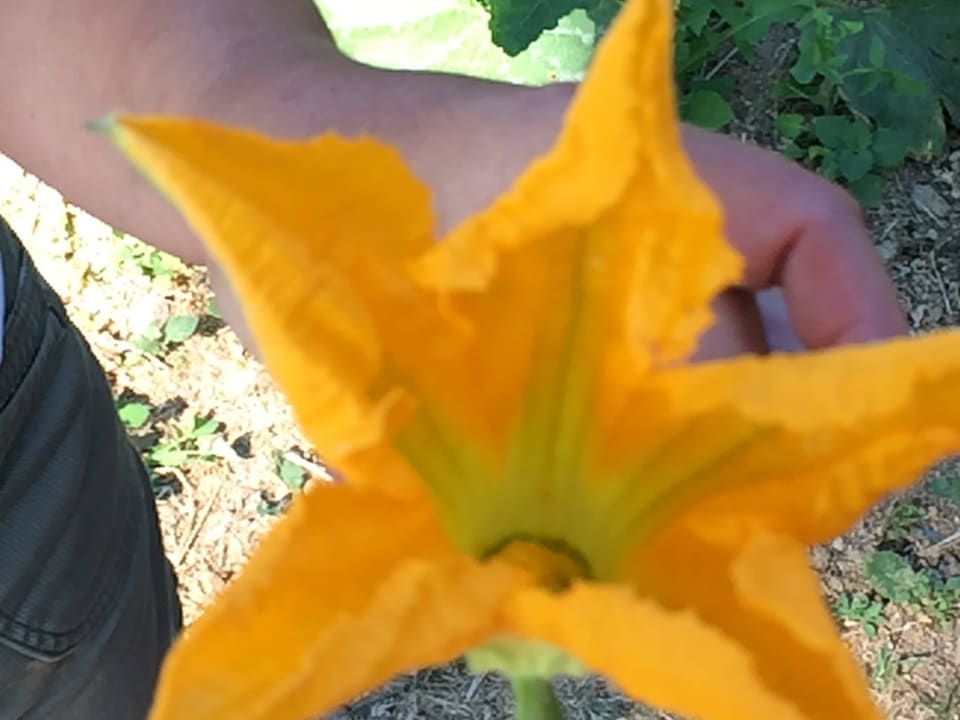 Zucchiniblüte Hotel Helena Christina