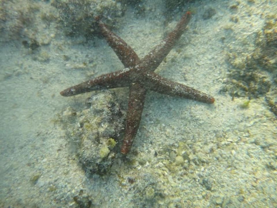 Poisson Shandrani Beachcomber Resort & Spa