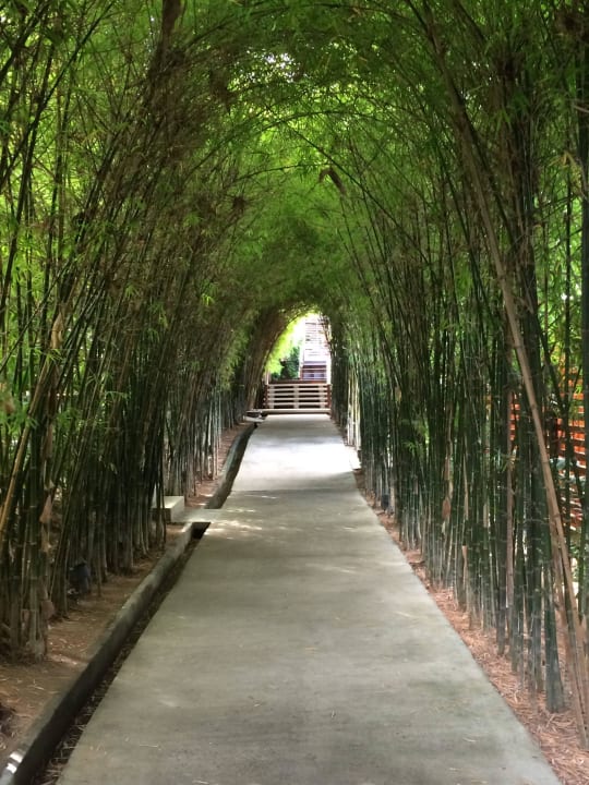 Weg von der Rezeption zu den Bungalows SAii Koh Samui Villas (adult only 12+)