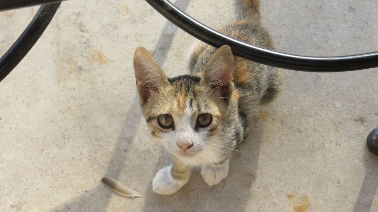 Sonstiges Coral Hills Resorts & SPA