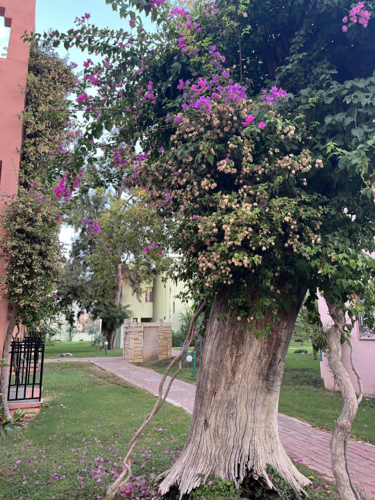 Gartenanlage VONRESORT Golden Beach