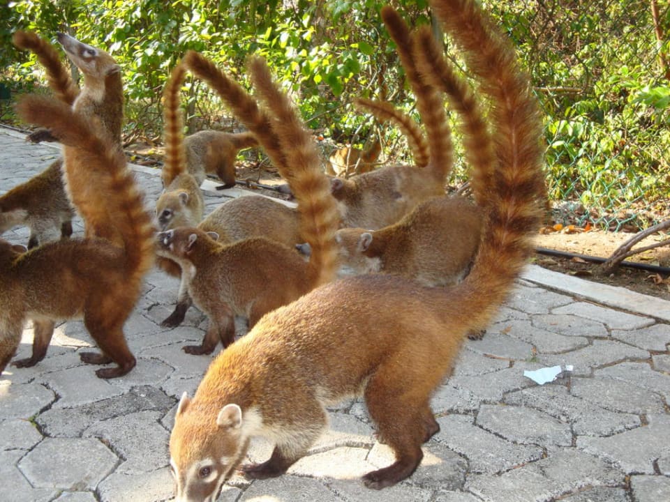 Nasenbären kommen zum Frühstück Sandos Playacar Beach Resort