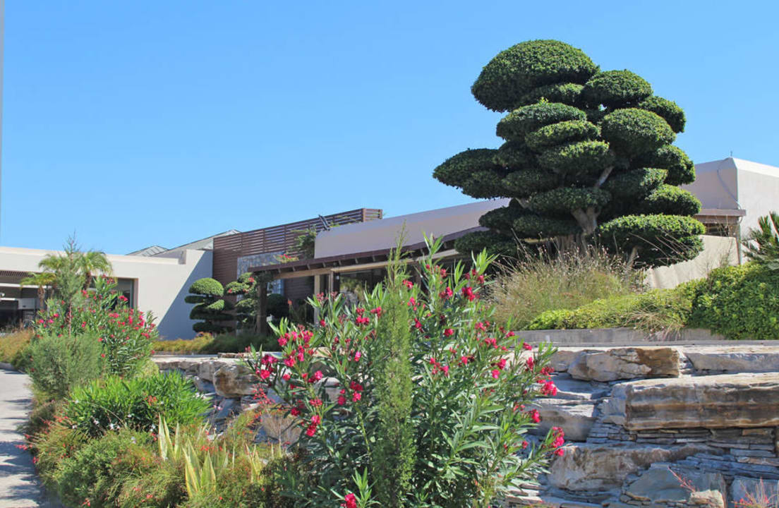 Ein besonderer Baum Aquagrand Artistic Luxury Beach Resort - Adults only