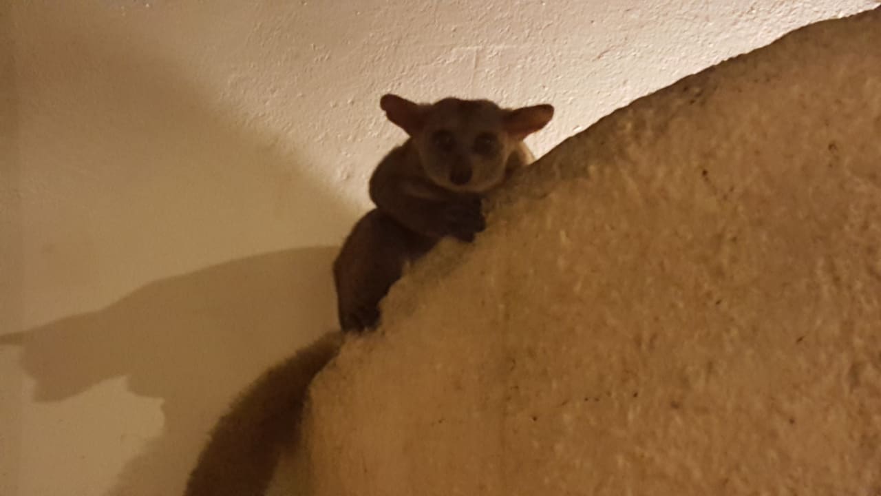 Bushbaby an der Bar Hotel Southern Palms Beach Resort