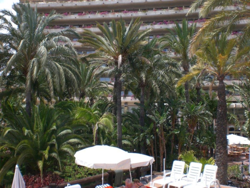 Auch ein paar Palmen stehen rum Gloria Palace San Agustin Thalasso & Hotel