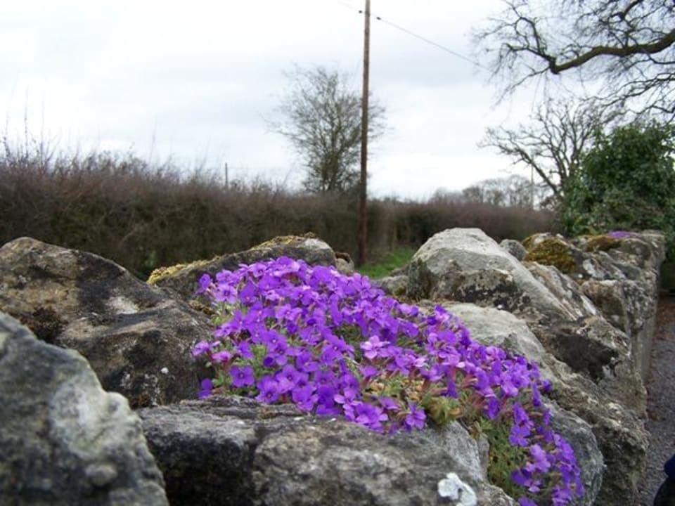 Außenalagen des Hotels Hotel The Coppleridge Inn