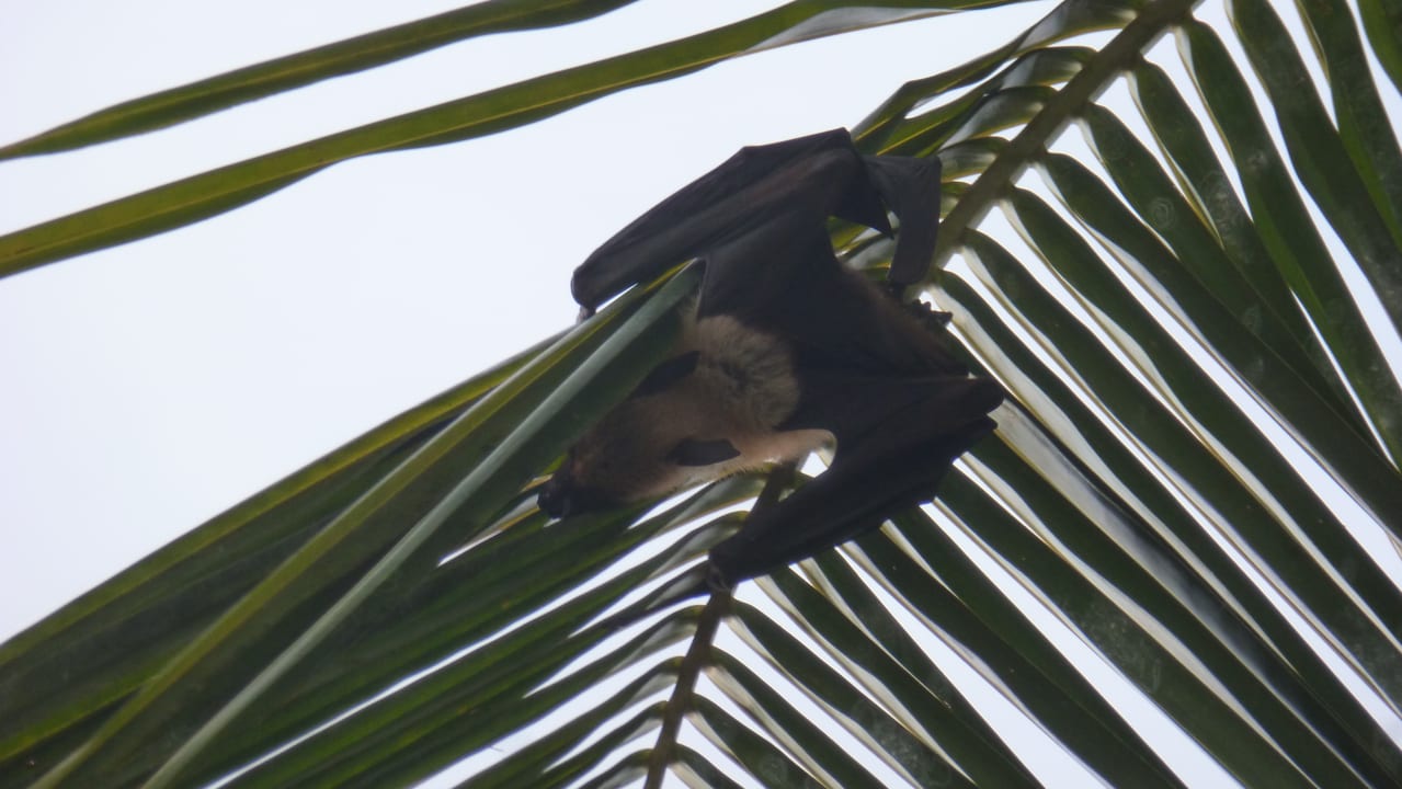 Gartenanlage Kuredu Island Resort & Spa