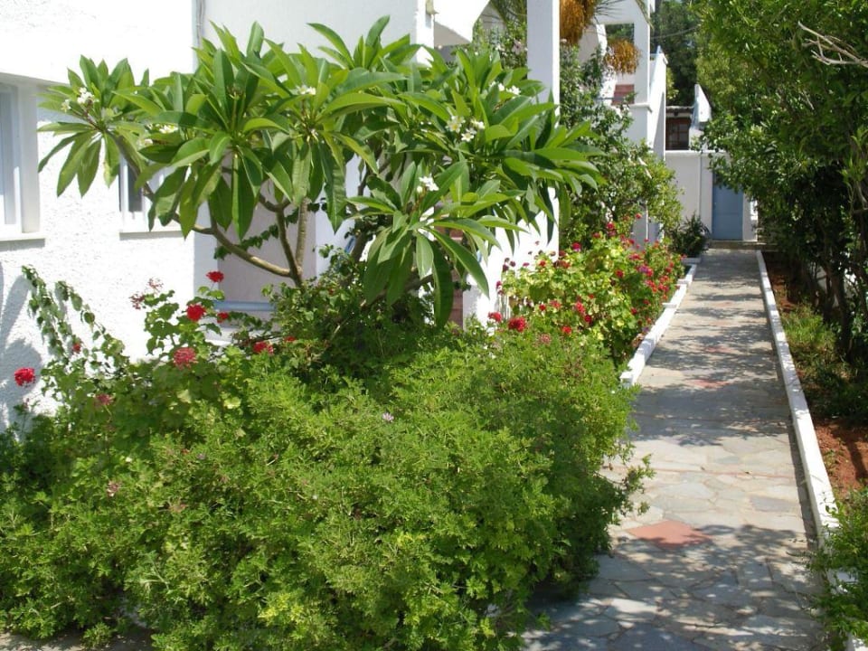 Weitere Blumen von Hotel Katrin Eurohotel Katrin Hotel & Bungalows