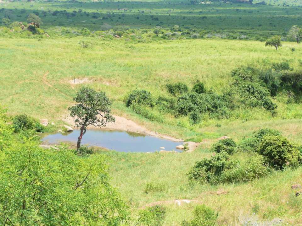 Blick auf das Wasserloch Rhino Valley Lodge